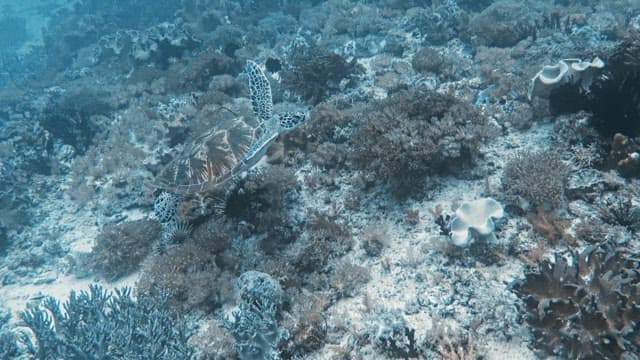 Turtle Leisurely Swimming in the Blue Ocean