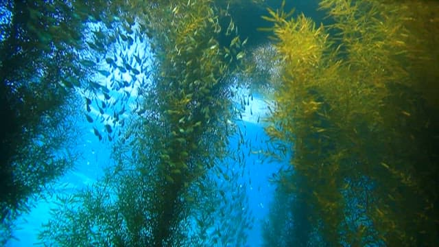 Underwater view of a school of fish among seaweed