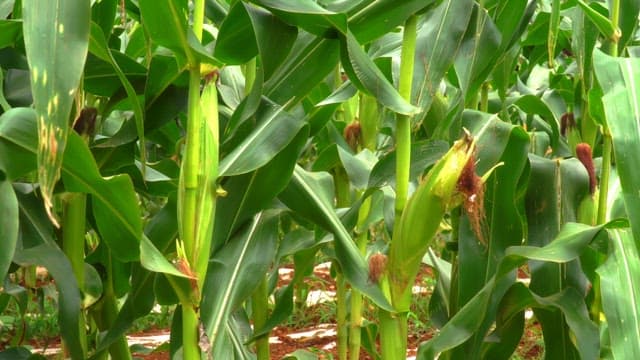 Corn stalks in a lush green field on a bright day