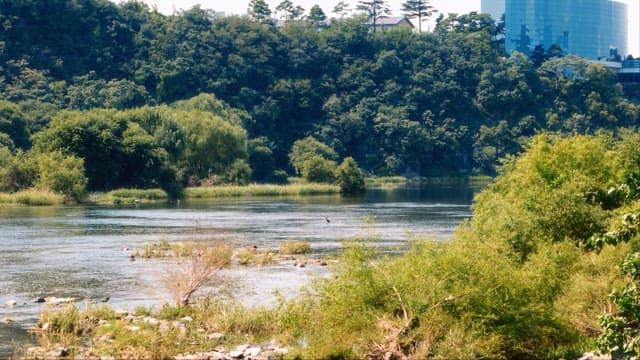 Riverside with Lush Greenery and Modern Buildings