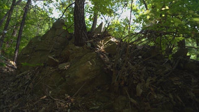 Sunlight Filtering Through Forest