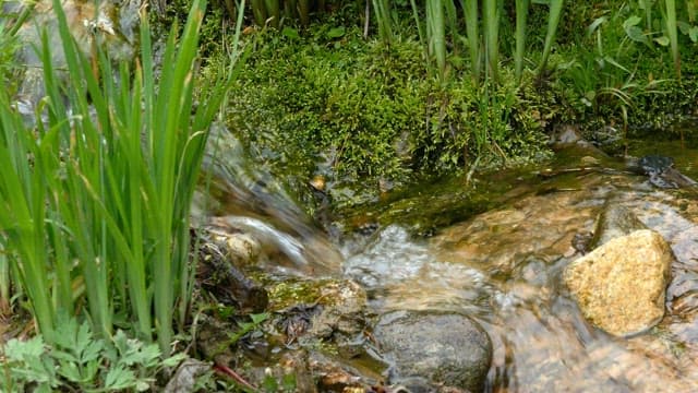 Gentle stream flowing amidst green foliage
