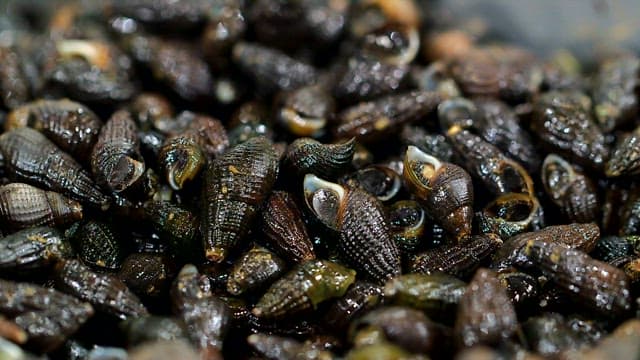 Pile of fresh marsh snails