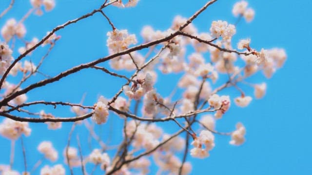 Blossoming Flowers Against Clear Blue Sky