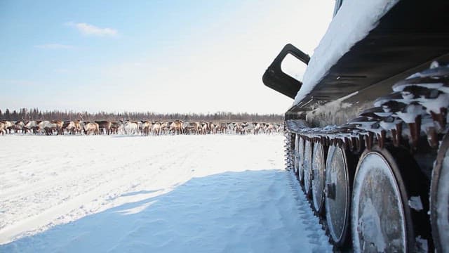 A Herd of Reindeer in a Snowy Landscape