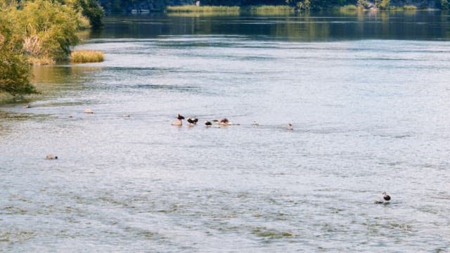 Ducks Swimming Together in a Calm River