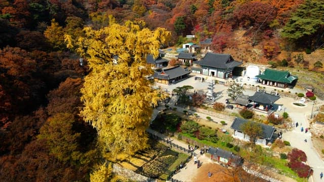 Serene temple with many tourists in the mountains covered in autumn leaves