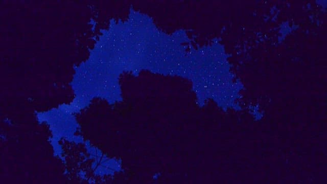 Starry Night Sky Through the Treetops