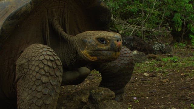 Giant Tortoise in Natural Habitat