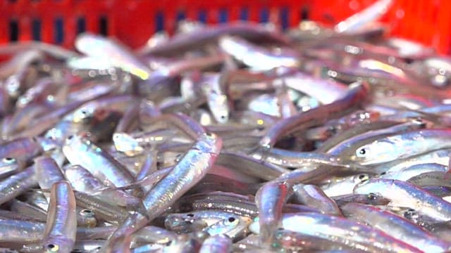Fresh Anchovies at a Seafood Market