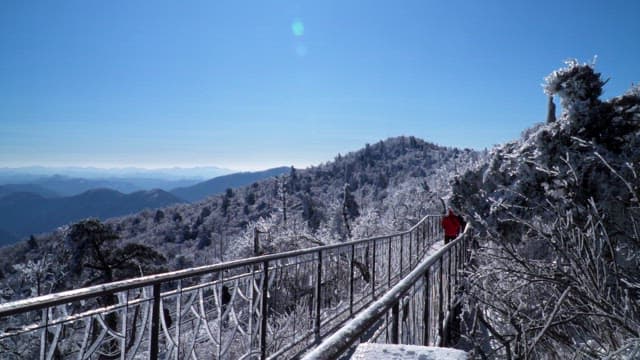 People waling on wooden trails winding through a snowy forest