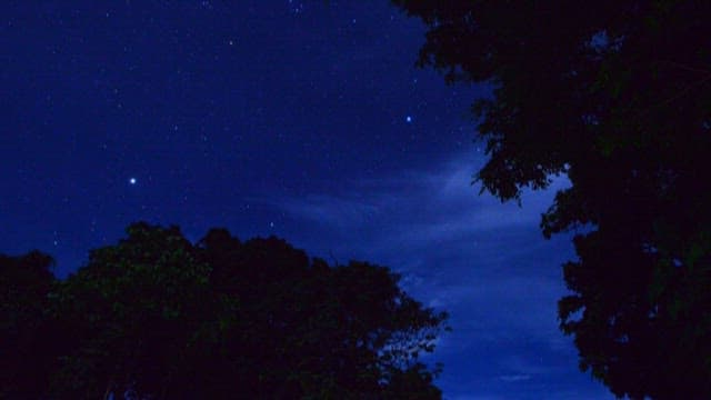 Starry Night Sky Over a Forest Canopy