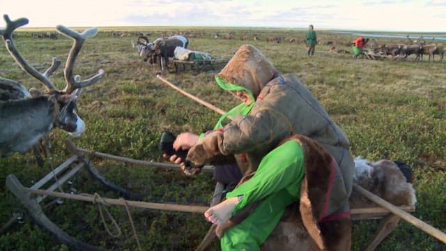 Reindeer Herder in the Vast Plains
