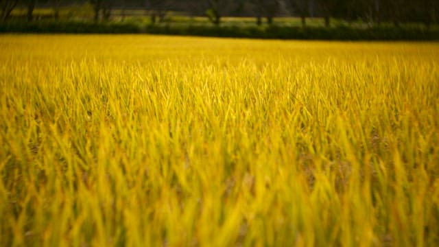 Vibrant Yellow Field of Grass