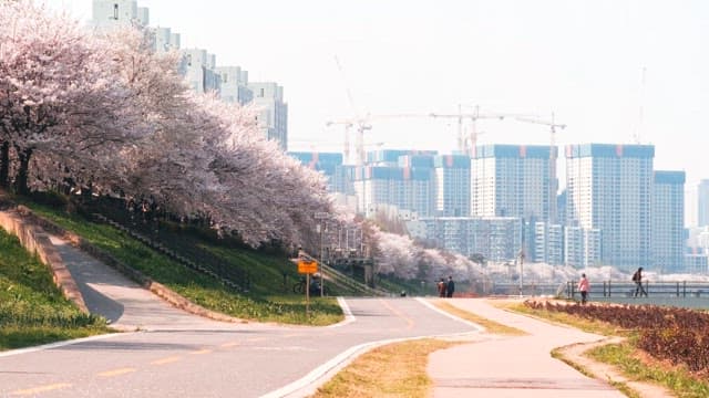 City Park With Blooming Cherry Blossoms