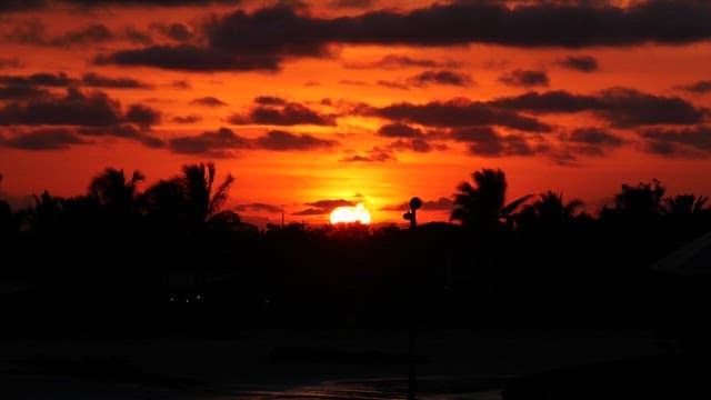 Silhouette of Trees Against a Sunset Red Sky