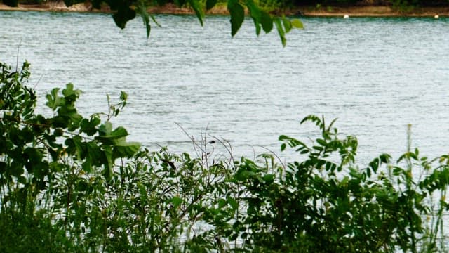Greenery swaying in the wind on a calm and peaceful lakeside
