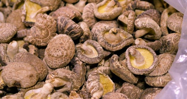 Shiitake Mushrooms Well Dried by Farmers