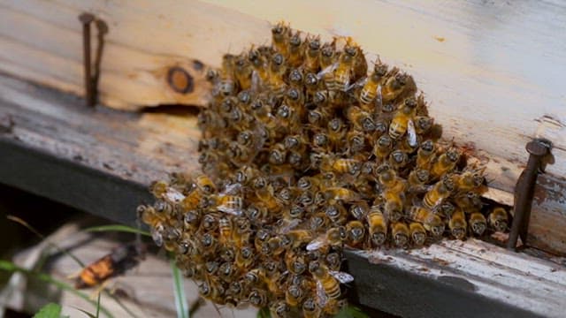 Wasp appeared in front of a hive with bees working
