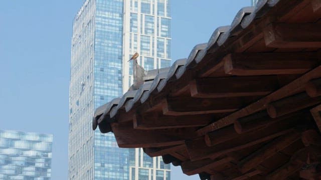 Sparrow perched on a tile roof with skyscrapers in the background