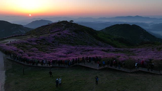 Dawning Sky and Mountains with Pink Flowers in Full Bloon
