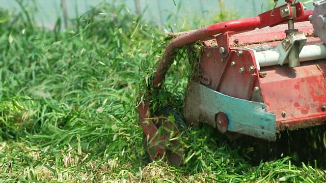 Red tractor machine is cutting chives in a greenhouse.