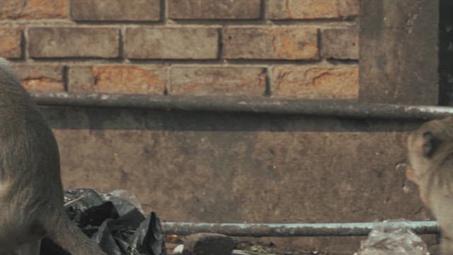 Monkeys Fighting on the Ground