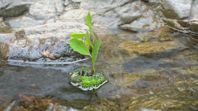 Small plant floating on a clear stream