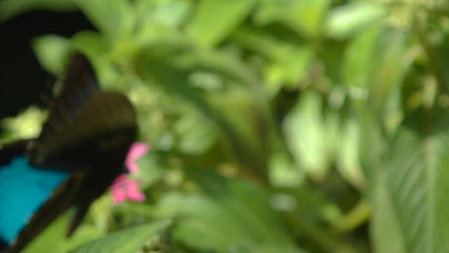 Vibrant Butterfly on Delicate Flowers