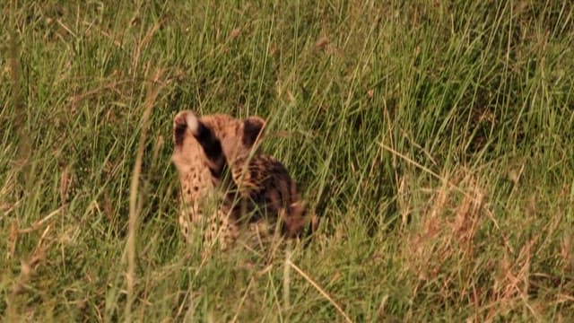 Cheetah Cubs Playing in the Grass