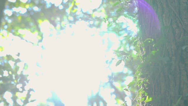 Sunlight streaming through the forest trees