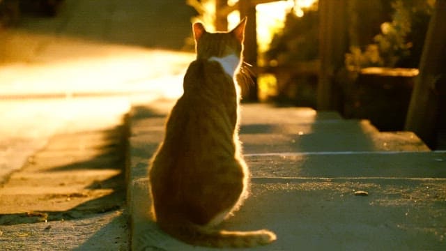 Cat sitting on outdoor steps with lights on at night