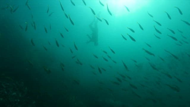 Haenyeo Picking up Shells in the Sea