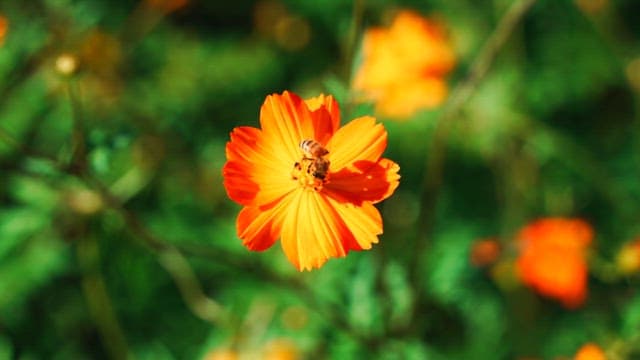 Vibrant orange flower with a bee