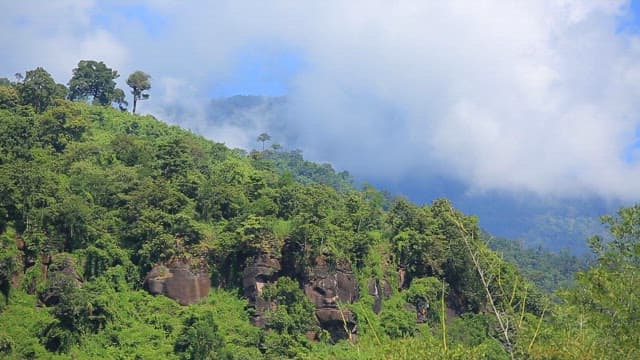 Lush green forest with misty clouds