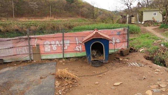 Mother dog nursing puppies in doghouse