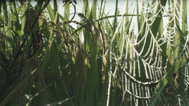 Dew-covered Spiderwebs Among Greenery
