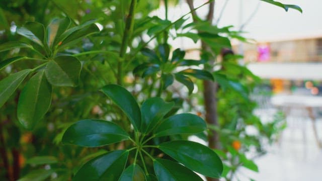 Indoor plants with vibrant green leaves