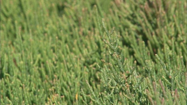 Green glasswort growing lushly on a sunny day