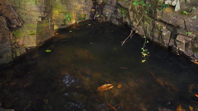 Small serene pond surrounded by mossy rocks and lush greenery