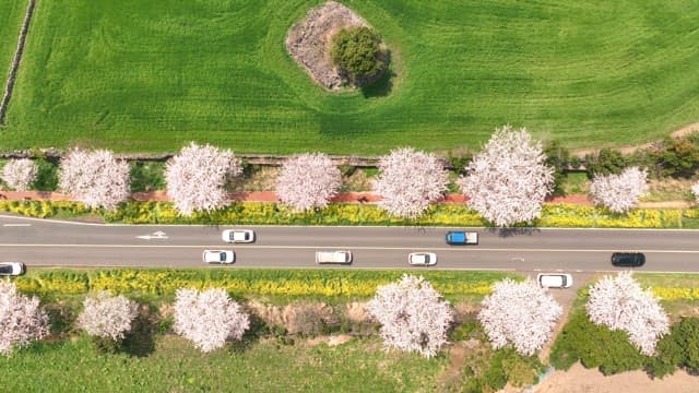 Scenic road lined with cherry blossoms