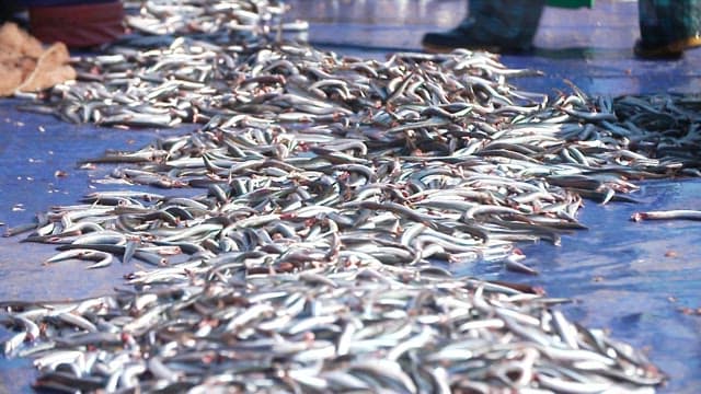 Freshly caught fish on a blue tarp on a sunny day
