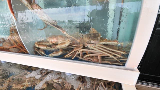 Live crabs displayed in a public aquarium tank for sale