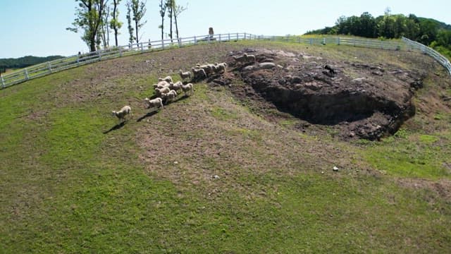 Group of sheep being herded by a dog on a sunny hillside of pasture