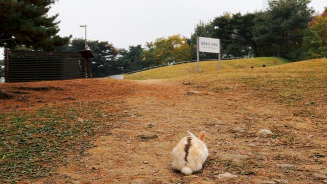 Rabbit exploring the outdoor park area