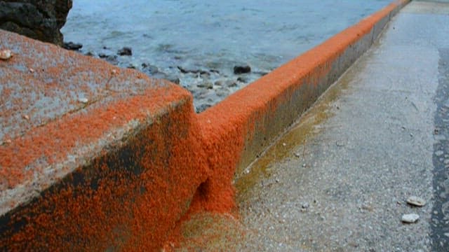 Small red crabs moving on the rock surface near the water