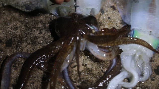 Squid on a rocky surface at night