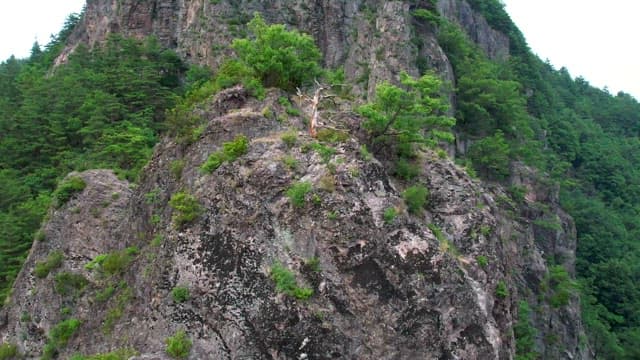 Serene Greenery on a Rugged Cliffside