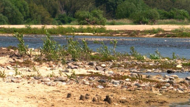 Serene riverbank with pebbles and plants