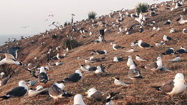 Seagulls resting on a coastal hillside